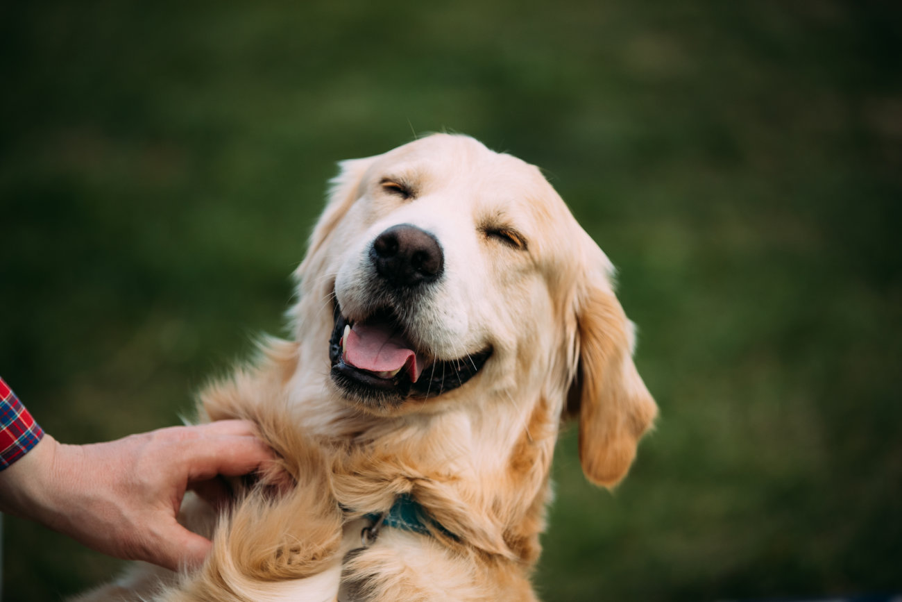 引っ張られない散歩の練習 レトリーバーにオススメの方法 Retriever Life レトリーバーライフ