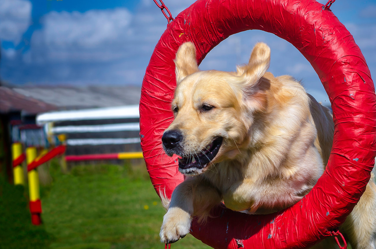 レト大活躍！見ても挑戦しても楽しいアジリティーとは？ | Retriever Life [レトリーバーライフ]