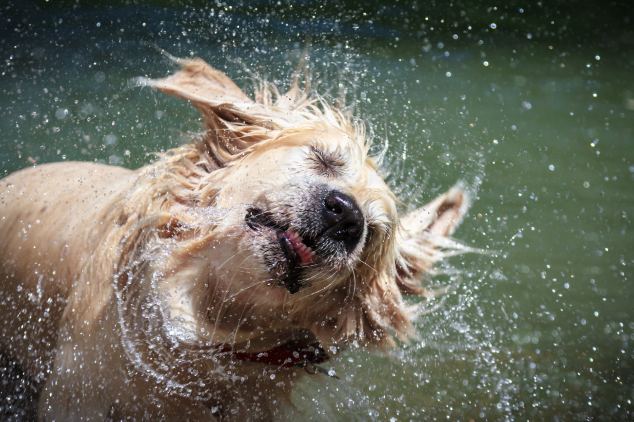10 Hilarious Gifs of Dogs Absolutely Loving the Rain | The Dog People ...