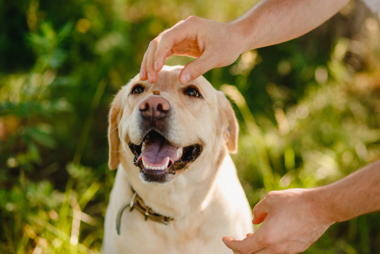 犬に与えてはいけない食べ物を再確認 愛レトを守るために Retriever Life レトリーバーライフ
