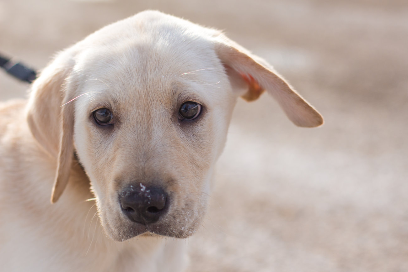 レトリーバーは遠視 愛レトはどんな世界を見ている Retriever Life レトリーバーライフ