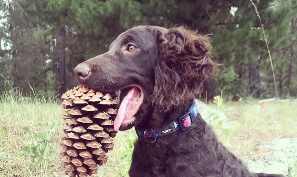 ご存知ですか マレーリバー カーリーコーテッド レトリーバー マレーリバー Retriever Life レトリーバーライフ