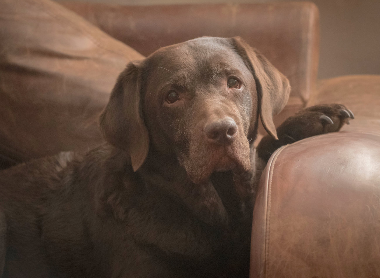 自立心を養うため 留守番とひとり寝のススメ Retriever Life レトリーバーライフ