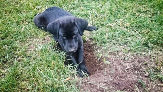 愛レトは なぜ地面を引っ掻いたり掘ったりするのか Retriever Life レトリーバーライフ