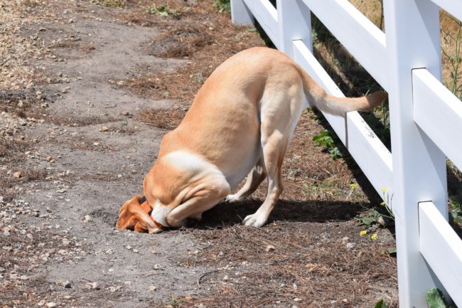 愛レトは なぜ地面を引っ掻いたり掘ったりするのか Retriever Life レトリーバーライフ