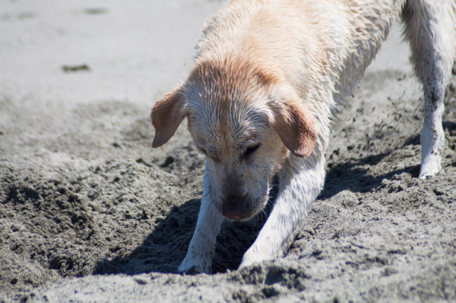 愛レトは なぜ地面を引っ掻いたり掘ったりするのか Retriever Life レトリーバーライフ