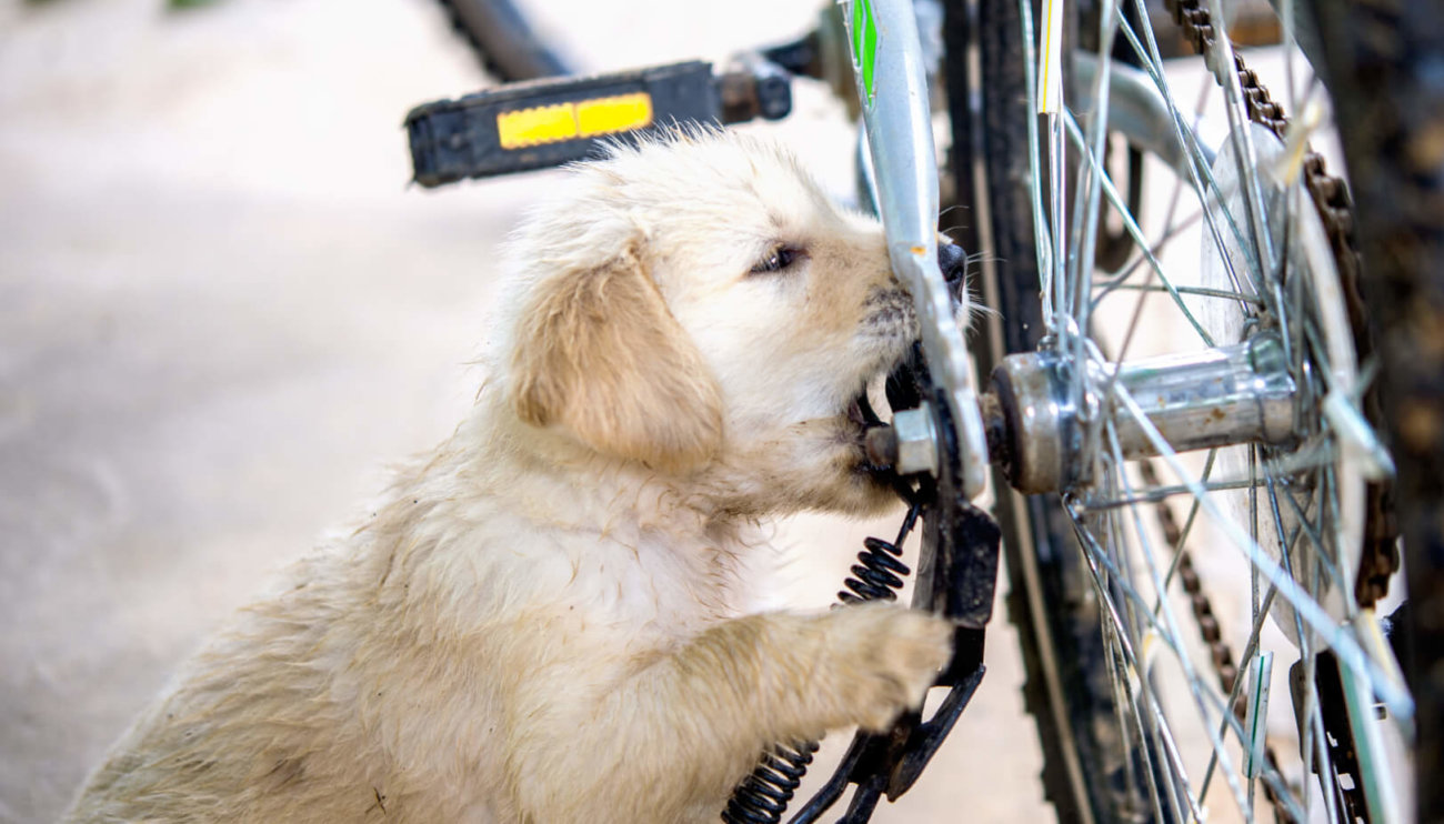 レトも楽しめない 自転車散歩は危険 罪になるケースも Retriever Life レトリーバーライフ