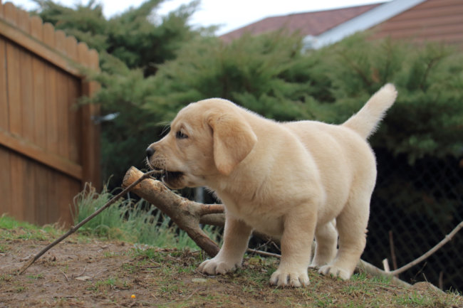 警戒しているレトもしっぽを振る 尾 が伝える気持ちを読み取ろう Retriever Life レトリーバーライフ