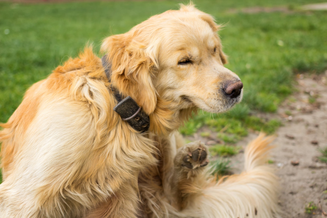 ノミは気温13度で活発化 万全な対策でレトの心身を守ろう Retriever Life レトリーバーライフ