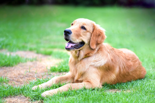 レトがうんちを食べてしまう理由と防止法 犬の食糞症 Retriever Life レトリーバーライフ