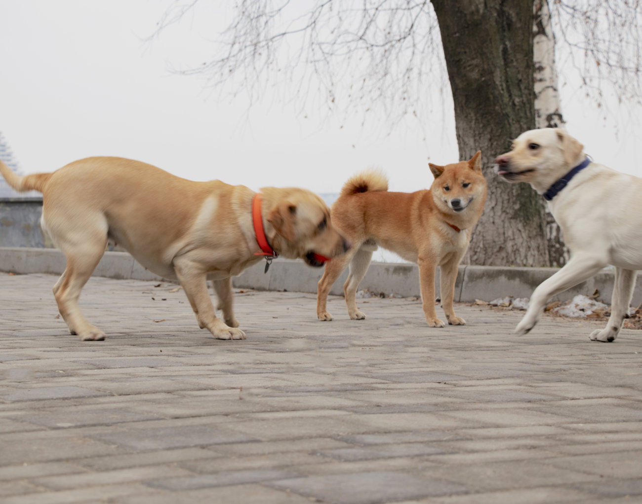 ラブラドールVS柴犬！果たして仲良くなれるのか… | Retriever Life [レトリーバーライフ]