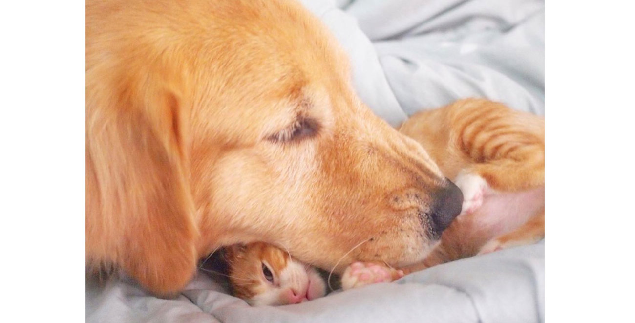 世界一イラつかない イチャイチャ 画像 ゴールデン 猫の場合 Retriever Life レトリーバーライフ