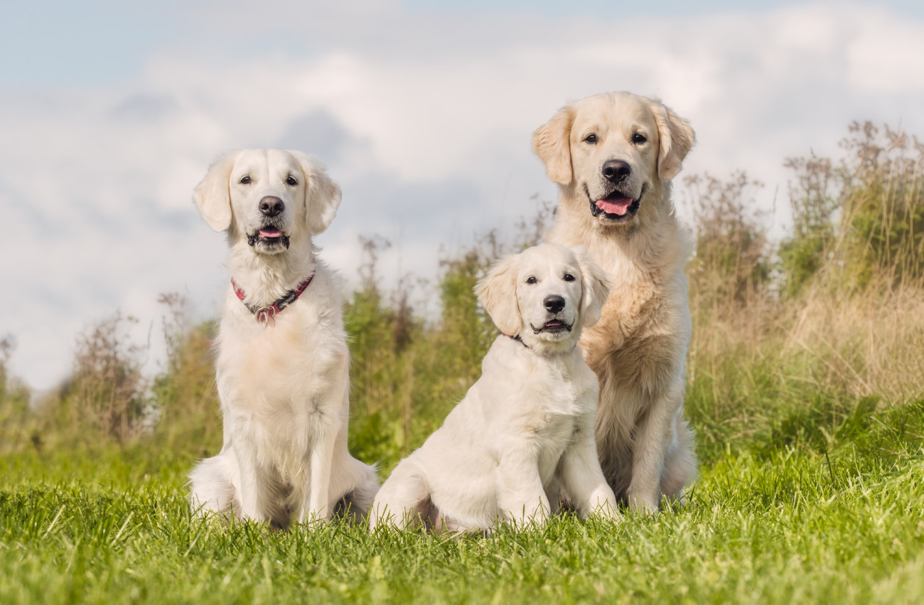 Retriever Life Column