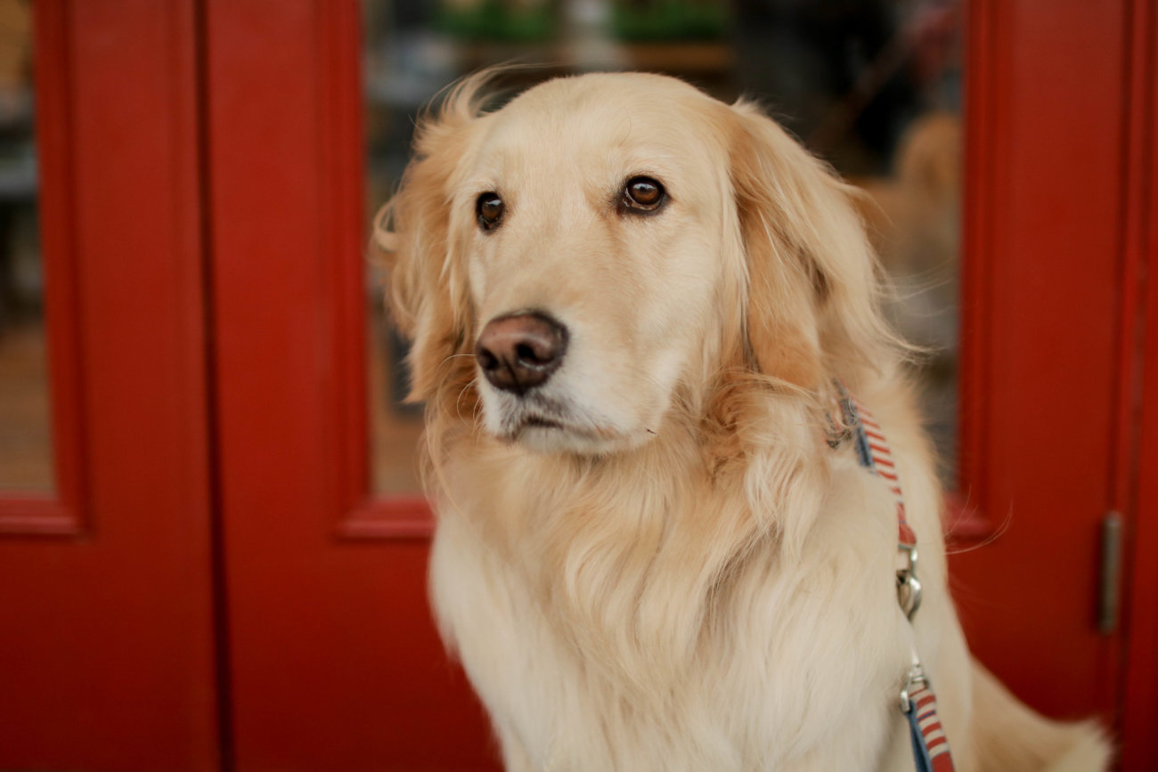 犬 カフェ 大型 【福岡編】おすすめの犬カフェ9選。かわいい犬と癒しタイムを♪