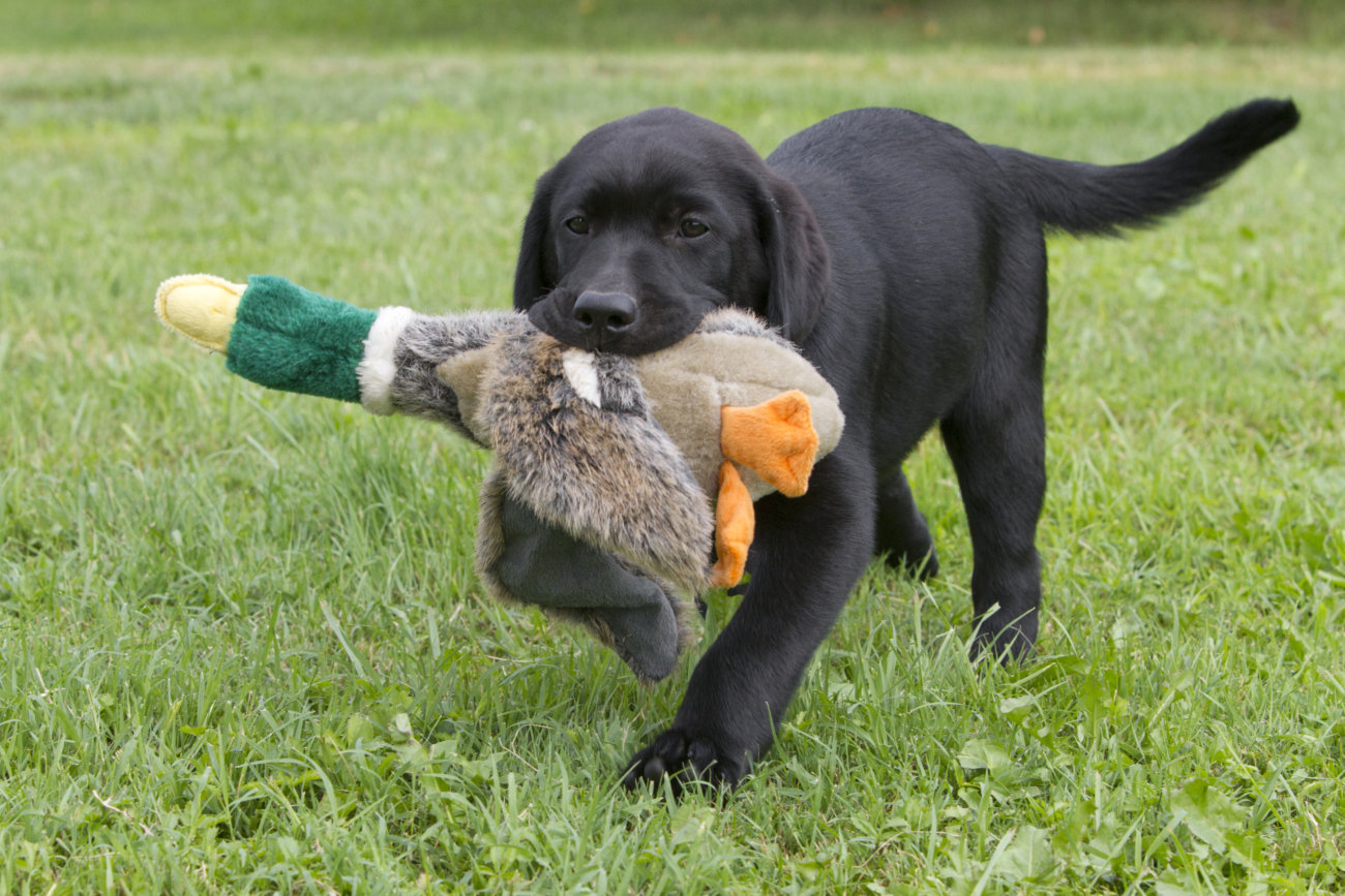 猟犬の姿に「これぞラブラドール！」と拍手をおくりたい | Retriever Life [レトリーバーライフ]