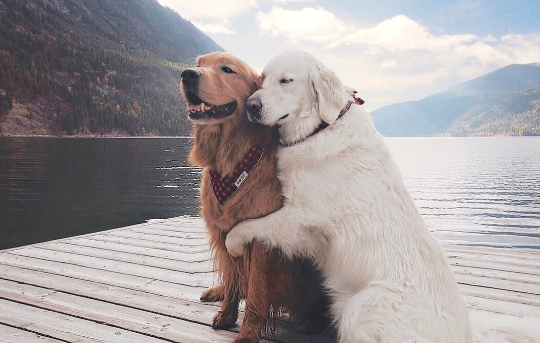 ゴールデンは愛に満ちた犬であることを証明しましょう 写真 動画 Retriever Life レトリーバーライフ