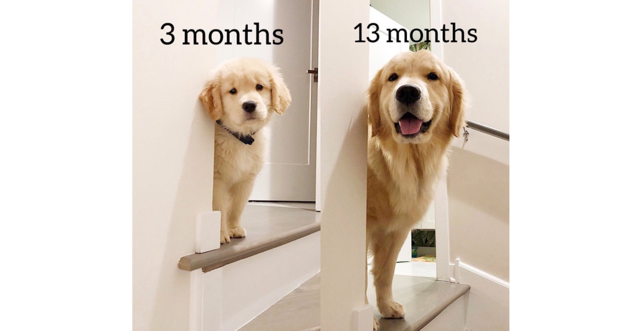 ゴールデンの子犬 10ヶ月後には驚きの大きさに 愛犬家が考えた素敵なハッシュタグ Retriever Life レトリーバーライフ