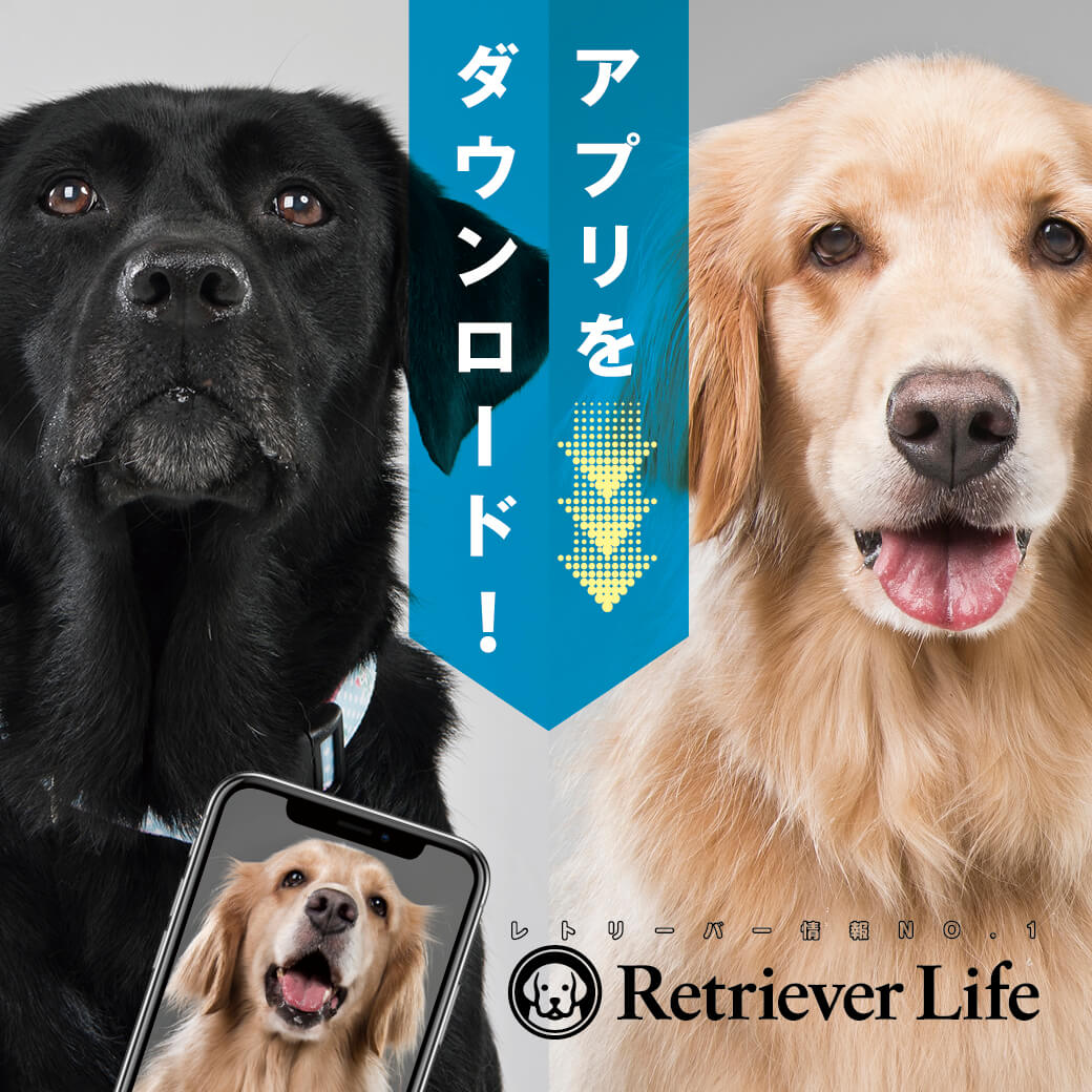 公式アプリ ついに登場 わたしたちは犬と暮らしているんじゃない レト と暮らしているのだ Retriever Life レトリーバーライフ