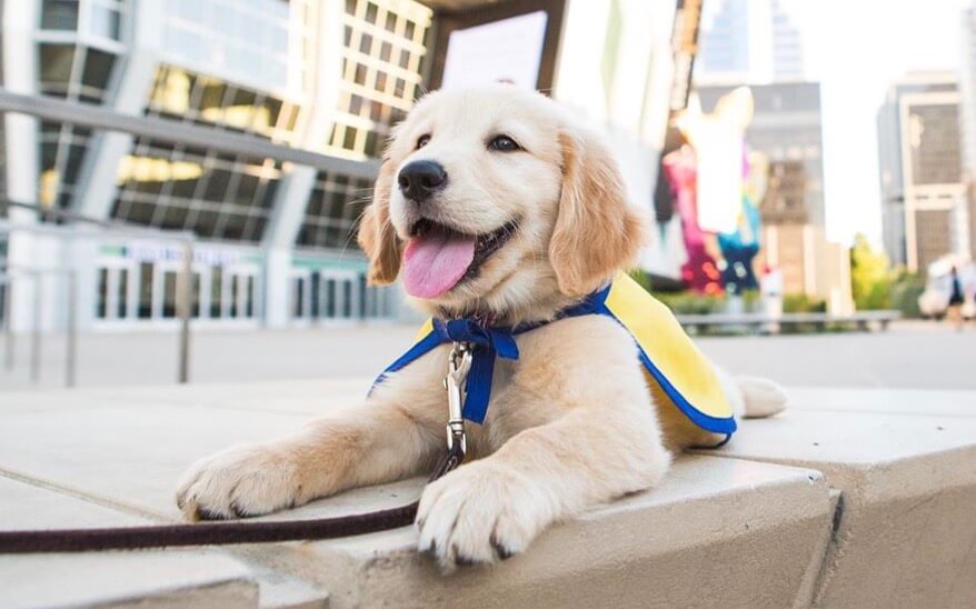 ゴールデンの笑顔を レベル別 に分けたら めちゃくちゃ和んだ件 疲れたアナタに届けたい Retriever Life レトリーバーライフ