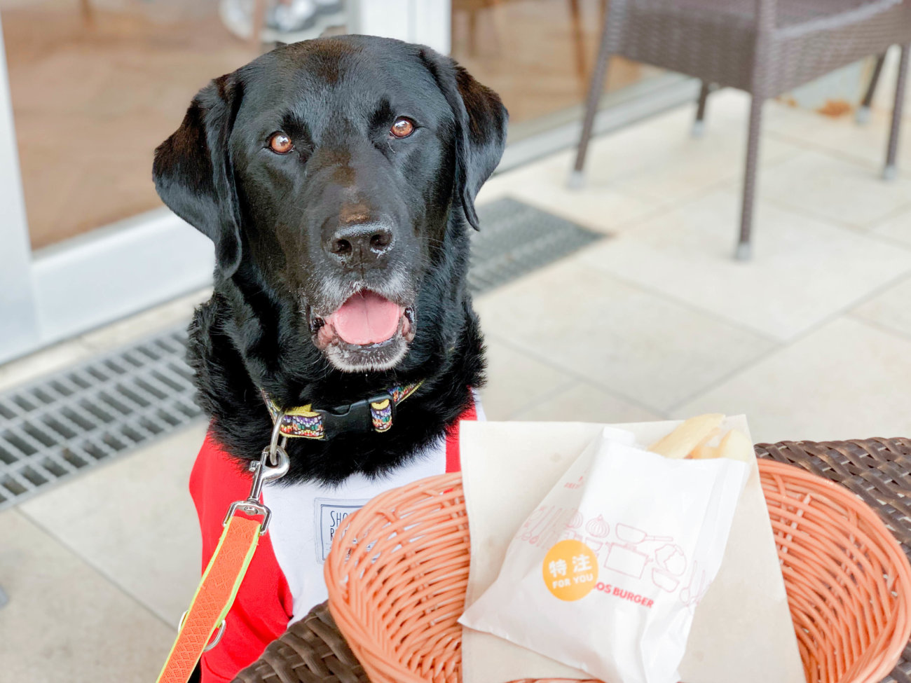 新連載 湘南レトリバーの看板犬 はなぞうと行く レト漫遊記 1 湘南レトラブストーリー Retriever Life レトリーバーライフ