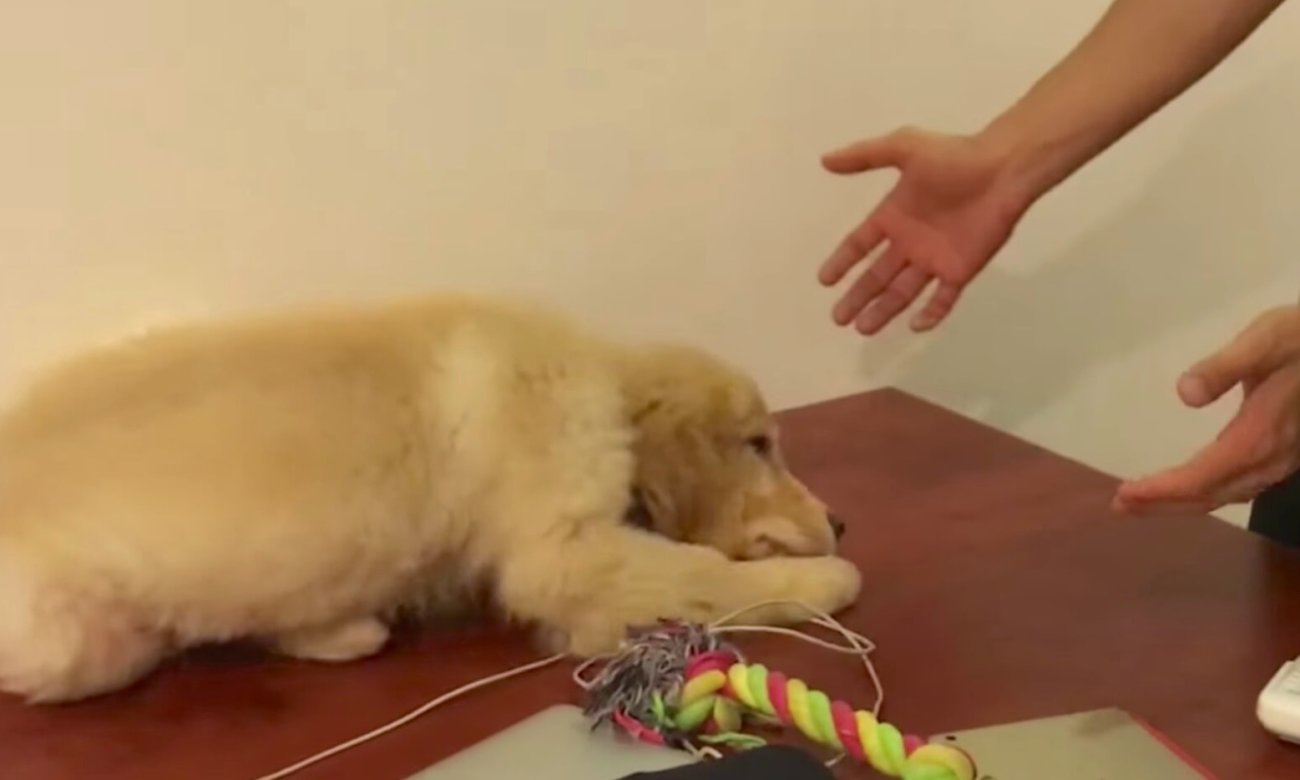 「抱っこ…（葛藤中）」叱られてふてくされるゴールデンの子犬。抱っこはして欲しいけど…葛藤の一部始終に笑った【動画