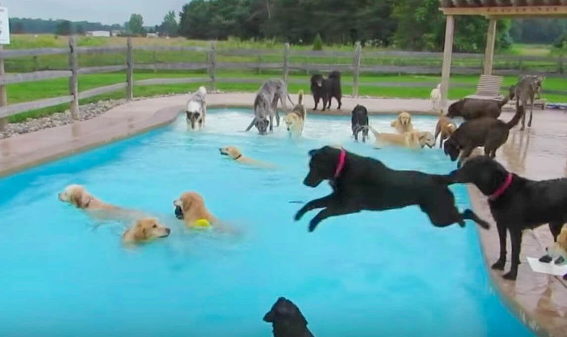 みんなどいて 大型犬だらけのプールパーティーが楽しそうすぎてヤバイ 動画 Retriever Life レトリーバーライフ