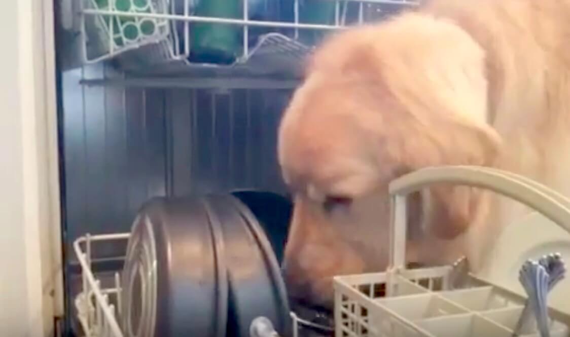 二つの衝撃 食洗機のフライパンを舐めるゴールデン 飼い主はそれをそのまま収納 だと 動画 Retriever Life レトリーバーライフ