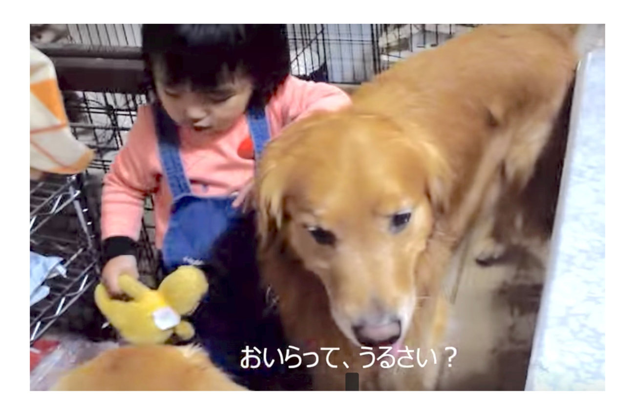 うるちゃい と一喝 3頭のゴールデンと暮らす1歳の女の子がたくましすぎ 動画 Retriever Life レトリーバーライフ