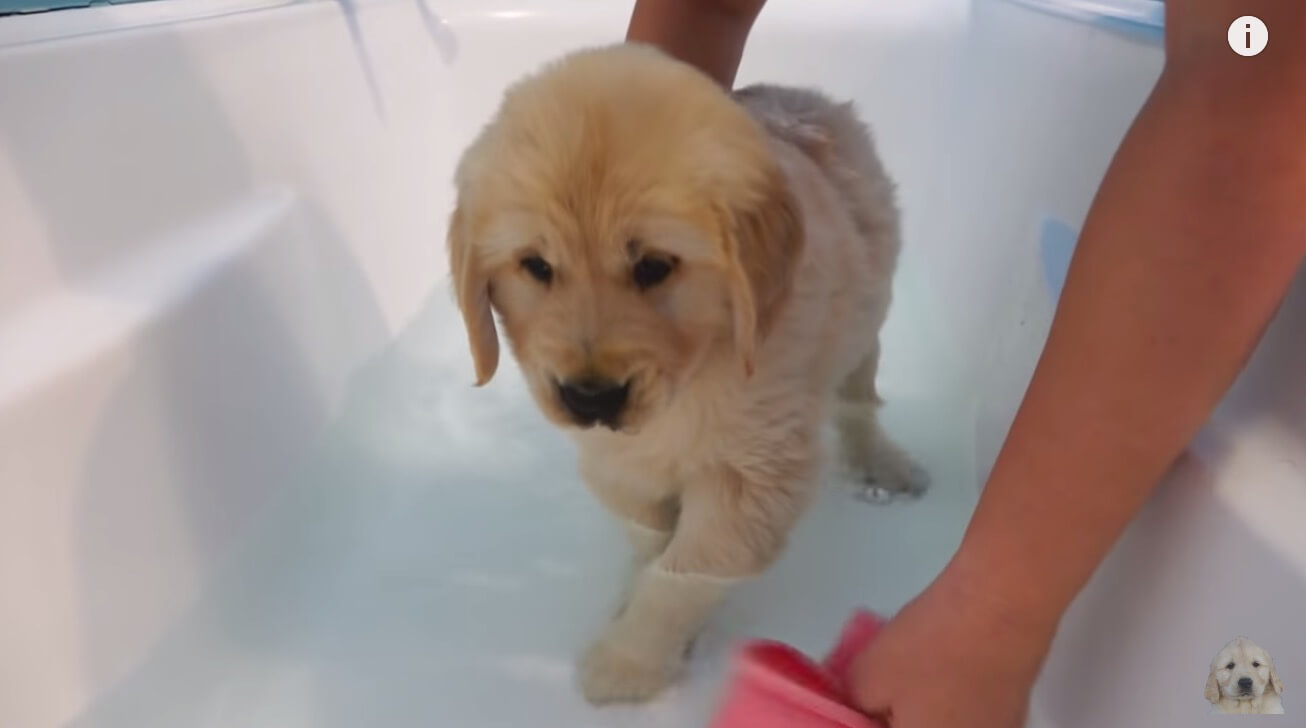 地獄でしゅ ゴールデンの子犬 初めてのお風呂に絶望 動画 Retriever Life レトリーバーライフ