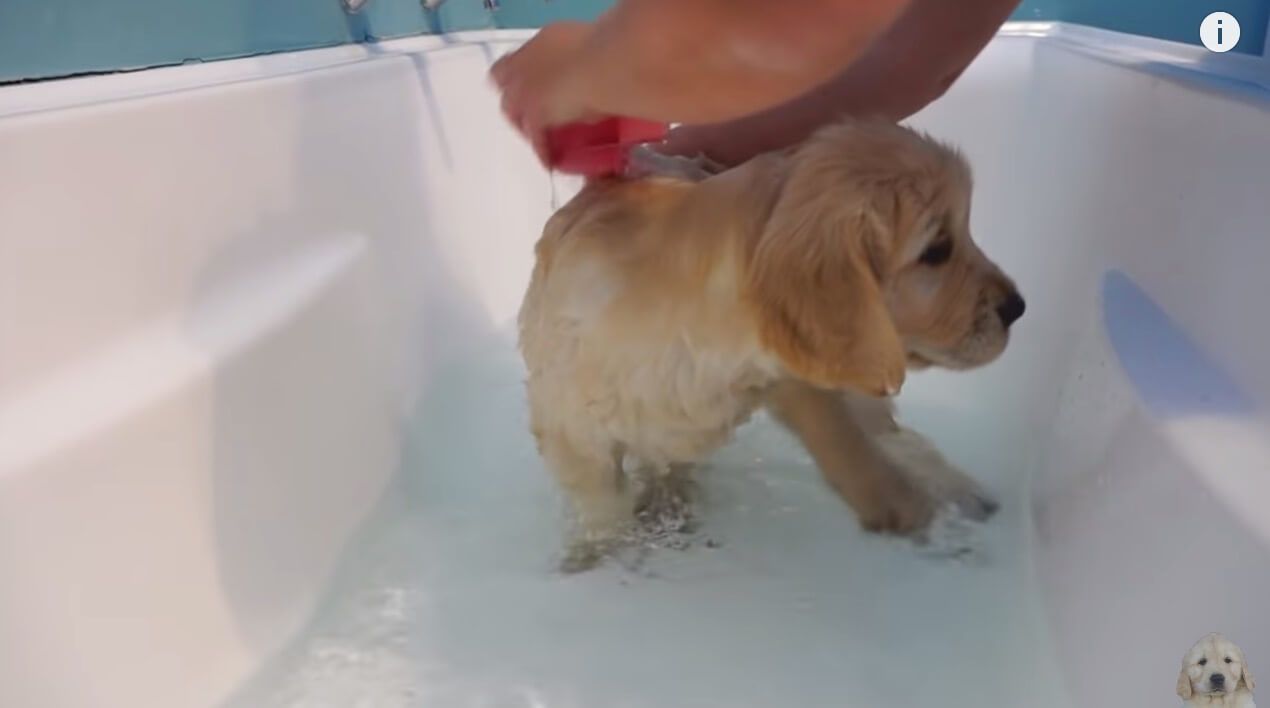 地獄でしゅ ゴールデンの子犬 初めてのお風呂に絶望 動画 Retriever Life レトリーバーライフ