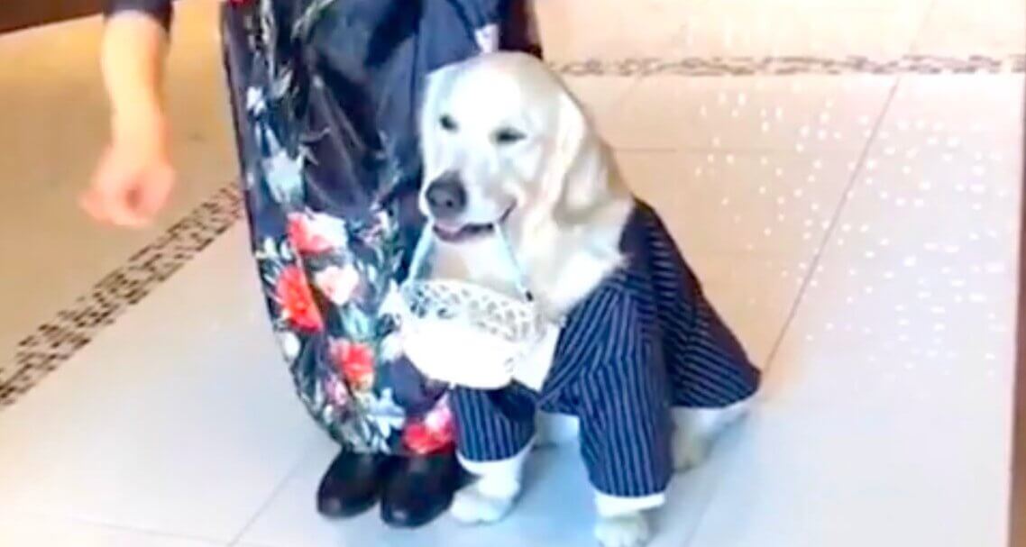 パパママ 結婚おめでとう 結婚式で指輪を運んだゴールデンの姿に涙腺崩壊した 動画 Retriever Life レトリーバーライフ