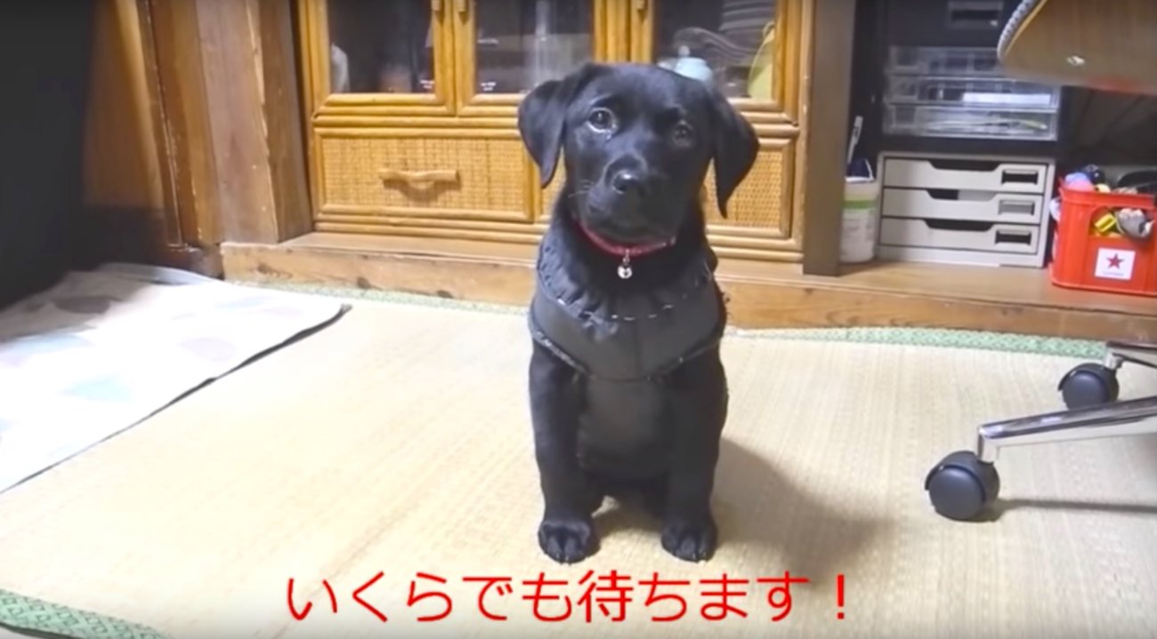 おやつは 報酬がないと おすわり しないラブラドールの子犬 あざとくて将来が楽しみすぎる 動画 Retriever Life レトリーバー ライフ