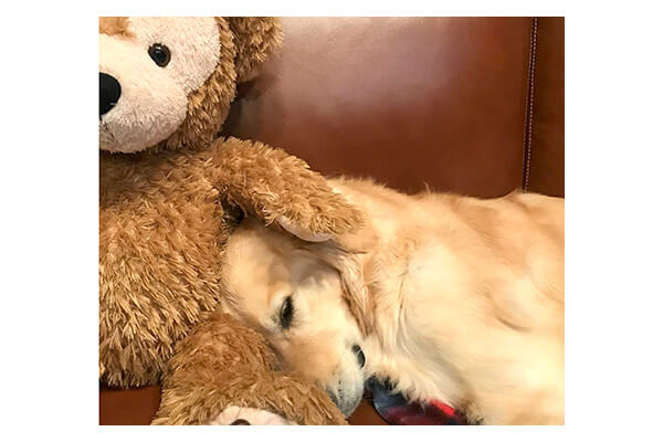 ずっと友達だよ ぬいぐるみの相棒を大切にするゴールデン 健気すぎて泣きそう Retriever Life レトリーバーライフ