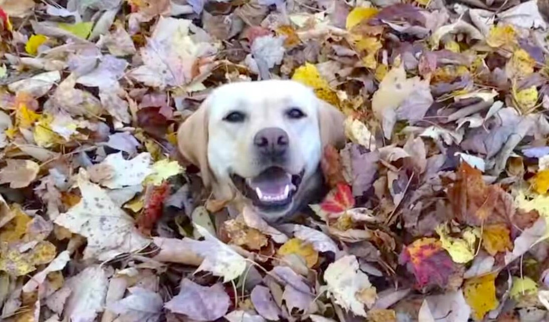 ﾋｬｯﾎーｨ ラブラドールの 落ち葉の山ダイブ がド派手すぎてついていけない 動画 Retriever Life レトリーバーライフ