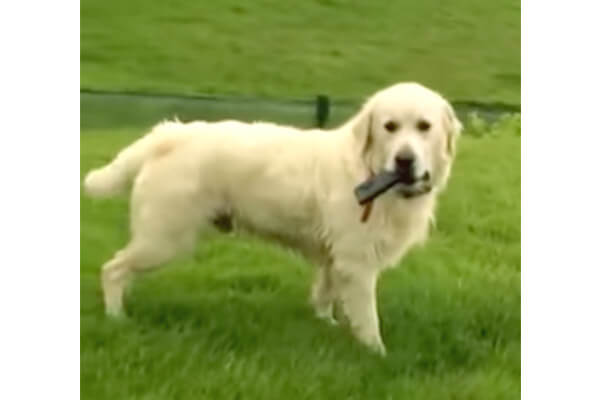 カモン 飼い主 スマホに嫉妬したゴールデン 奪って逃走し 追いかけっこに持ち込むことか賢すぎだろ 動画 Retriever Life レトリーバーライフ