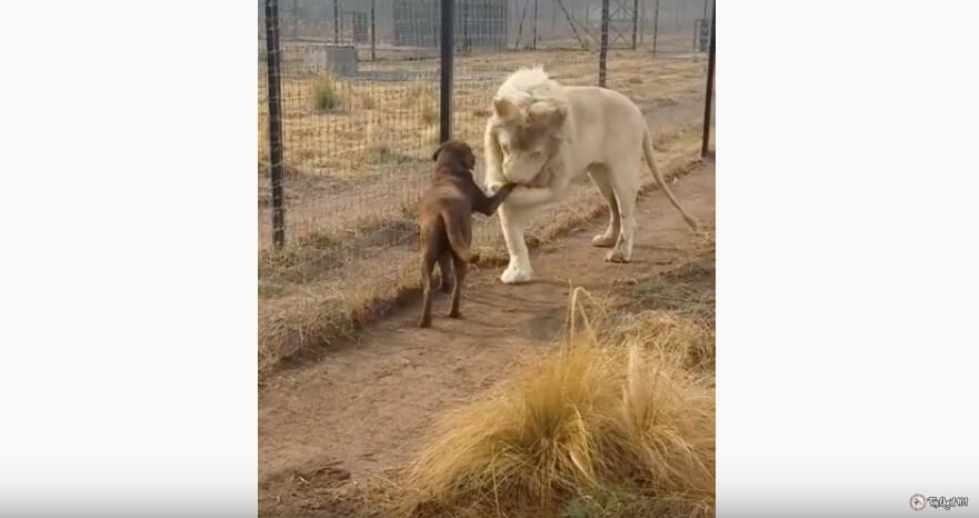 ライオンがラブラドールの足にキスして渾身の ごめんね もう 映画のワンシーンにしか見えない 動画 Retriever Life レトリーバーライフ