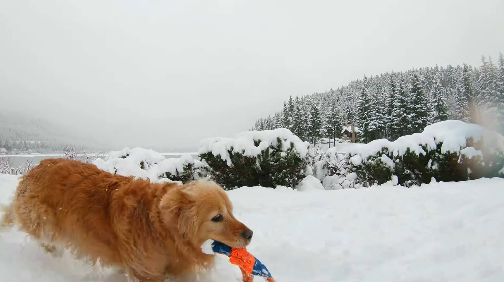 雪遊びが楽しすぎて無邪気に遊びまくったゴールデン がっつり雪玉ゴロゴロに仕上がってしまったの巻 動画 Retriever Life レトリーバーライフ