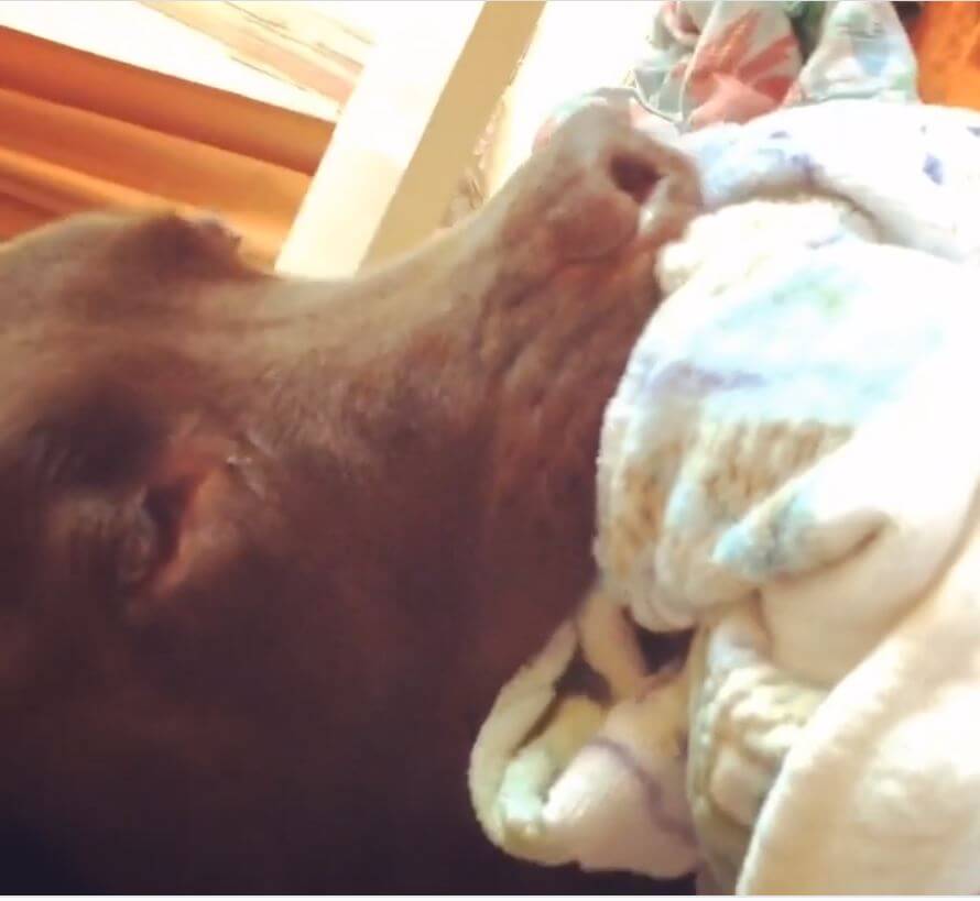 チュパチュパ 子犬の頃からの癖を引きずるラブラドールが 大きな赤ちゃんにしか見えなくて母性がやられる 動画 Retriever Life レトリーバーライフ