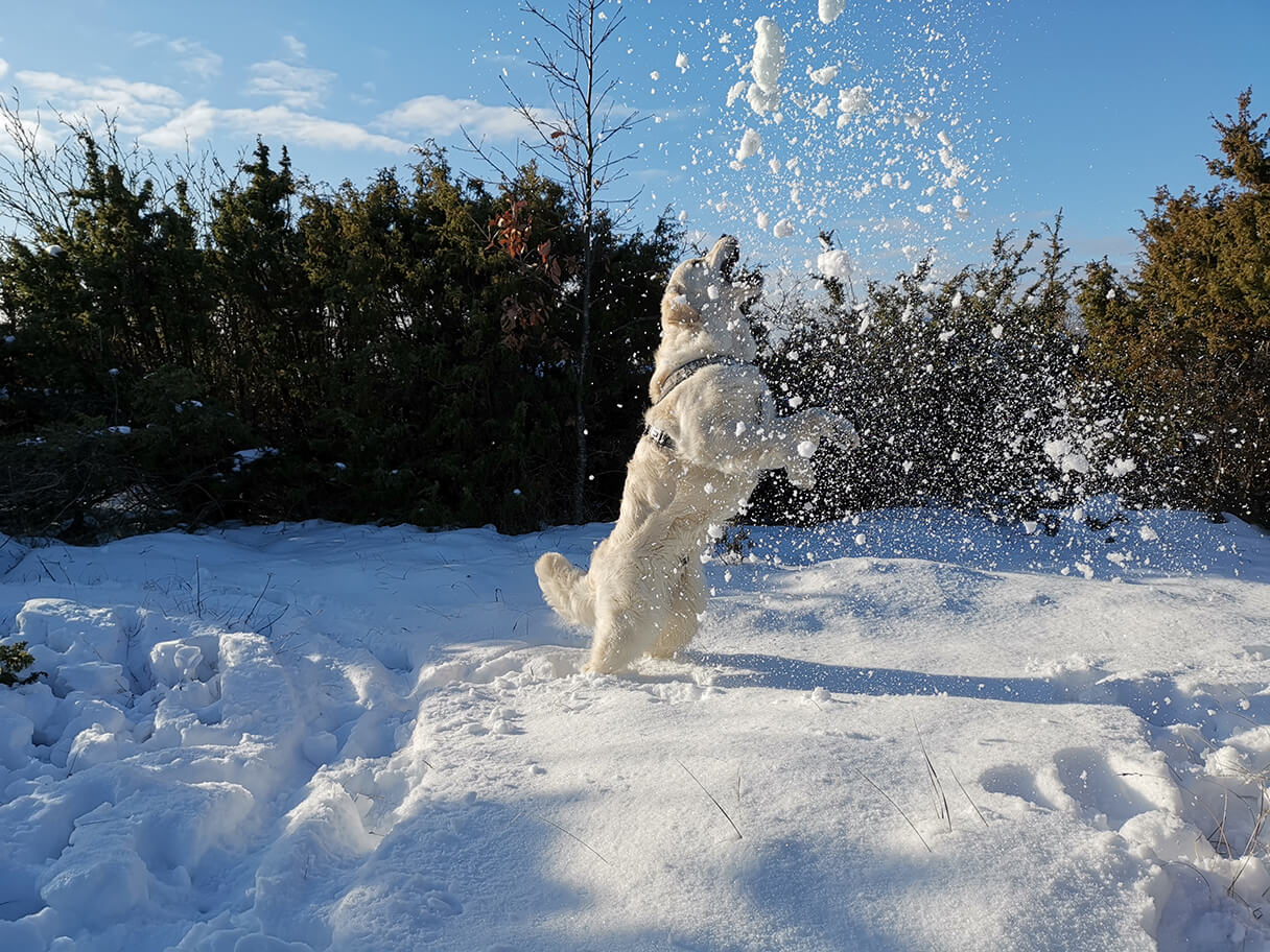 レトリーバー,雪遊び