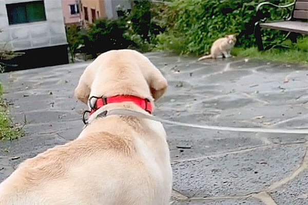 ビビってる 慎重なだけさ 猫に遭遇しズリズリ後ずさり ラブラドールは意外と臆病なトコも可愛い 動画 Retriever Life レトリーバーライフ