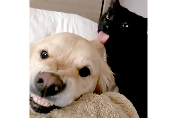 猫に舐められムキってしまったゴールデン しかし やめたらやめたで ちょっと寂しそうだった 動画 Retriever Life レトリーバーライフ
