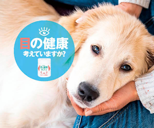 いつかは来る 愛レトの 目 の病気 今から予防できる目の健康サプリ わんちゃんのおめめ Retriever Life レトリーバーライフ