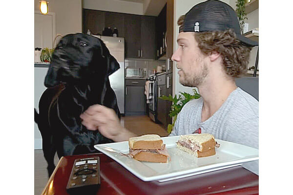 食べた 食べたっしょ 目の前に飼い主のご飯 離席した瞬間おもむろに そして尋問にかけられ とぼける 動画 Retriever Life レトリーバーライフ