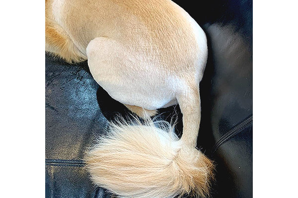 へ ライオン いいえ 今年もこの時期来たよ サマーカットでしたゴールデンのスッキリスタイル 気になるでしょ Retriever Life レトリーバーライフ