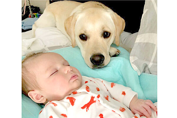 教えた訳でもないのに 自然と赤ちゃんの子守をするラブラドール 健気に寄り添う姿がピュアすぎて泣けてくる 動画あり Retriever Life レトリーバーライフ