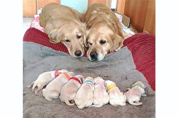 パパママが寄り添って、我が子を見つめるこの光景。ゴールデンの『夫婦