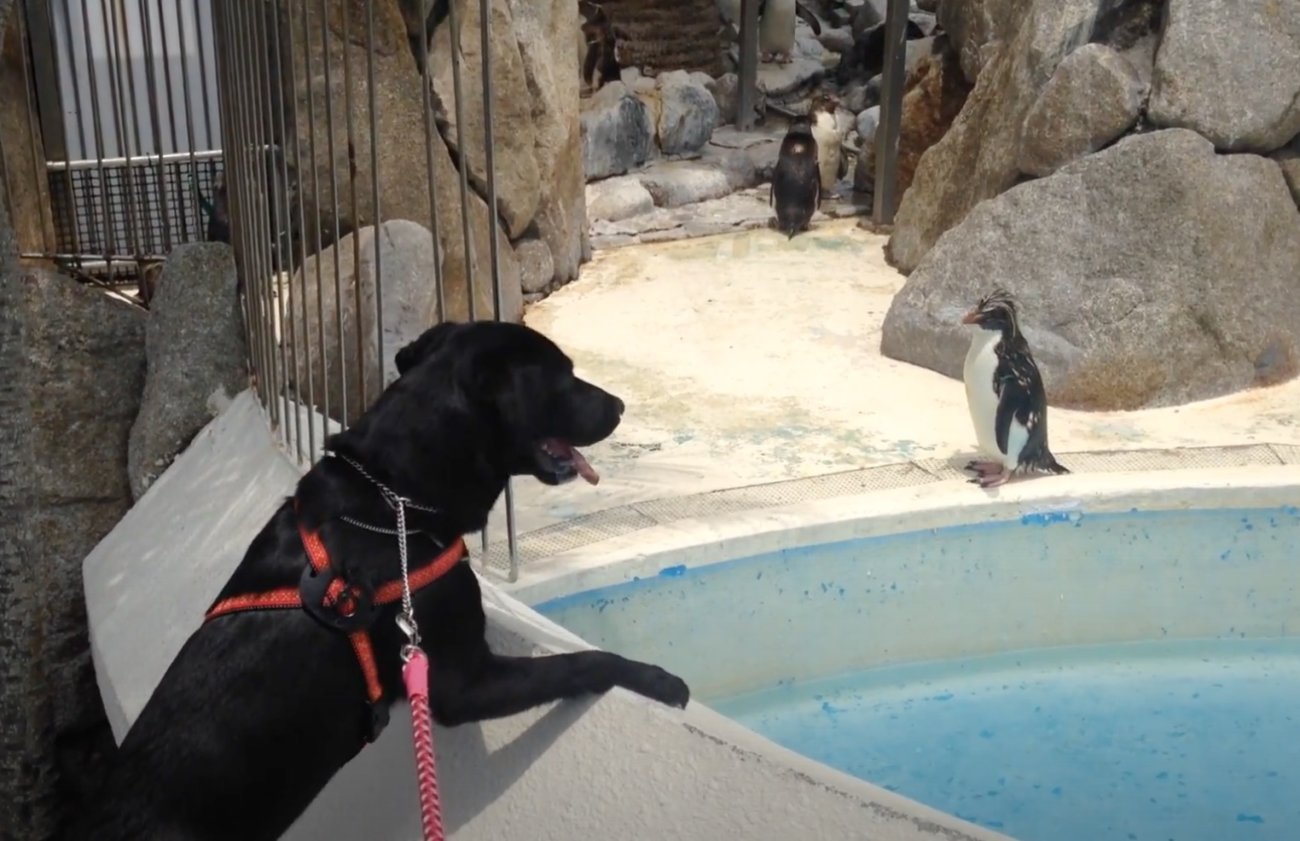 うわぁあ可愛い 水族館にお出かけしペンギンに出会ったラブラドール 身を乗り出して大興奮してた 可愛い 動画 Retriever Life レトリーバーライフ