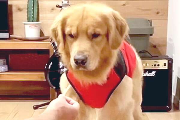 ﾑｽｯ 服が気に入らず拗ねたゴールデンさん オヤツを出されるもふくれっ面で無視 ってこりゃもう余程の事だぞ 動画 Retriever Life レトリーバーライフ