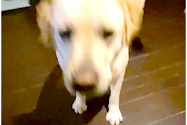 ｼｭﾀｯ 謎の超高速 ラブラドールに伏せをお願いしたらなぜか猛烈に速い 超やる気満々で笑った 動画 Retriever Life レトリーバーライフ