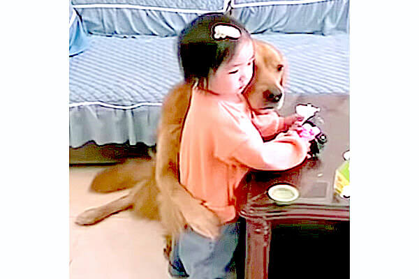 ママに叱られ泣いた子供をハグをして守ったゴールデン その後も寄り添い続けてあげるとか優しすぎて涙 動画 Retriever Life レトリーバーライフ